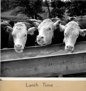 5 Cattle lunch time